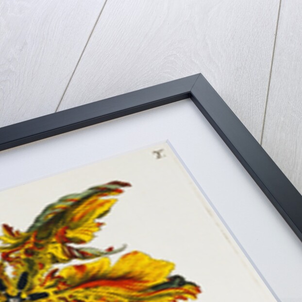 Tulipa Lutea Lithograph by Johan Wilhelm Weinmann
