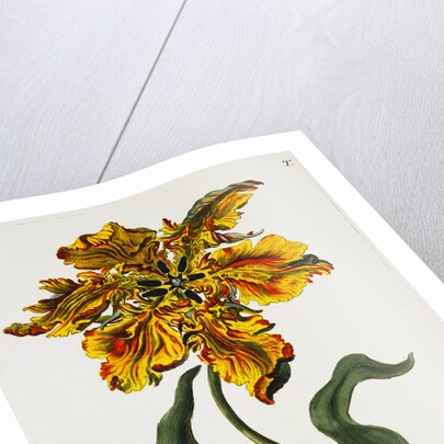 Tulipa Lutea Lithograph by Johan Wilhelm Weinmann