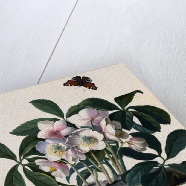 Helleborus Niger Rose and Butterfly Lithograph by Georg Dionysius Ehret