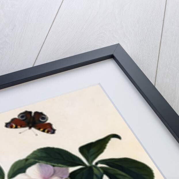 Helleborus Niger Rose and Butterfly Lithograph by Georg Dionysius Ehret