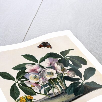 Helleborus Niger Rose and Butterfly Lithograph by Georg Dionysius Ehret