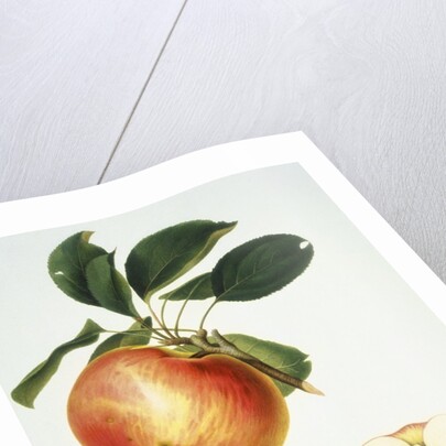 Mela Panaja Print by Bernard Rosaspina