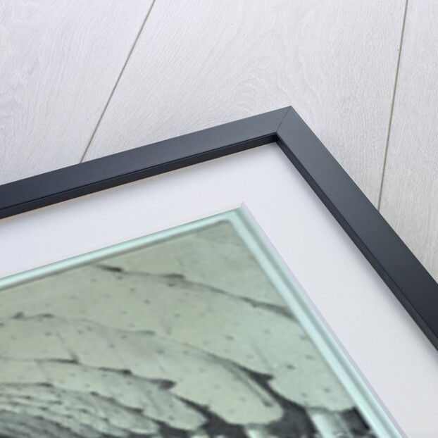 Lithograph of the Coronation of General Faustin Soulouque as Emperor of Haiti by Anonymous