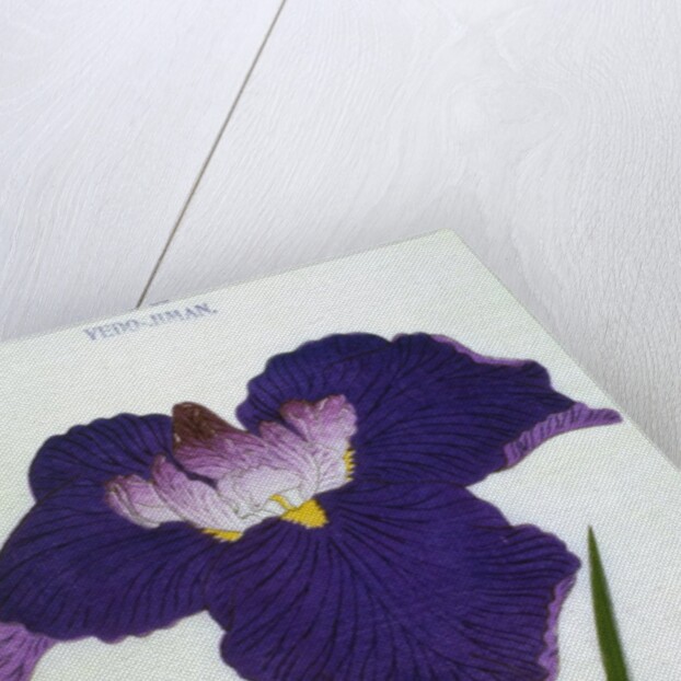 Yedo-Jiman Book Illustration of a Purple Iris by Anonymous