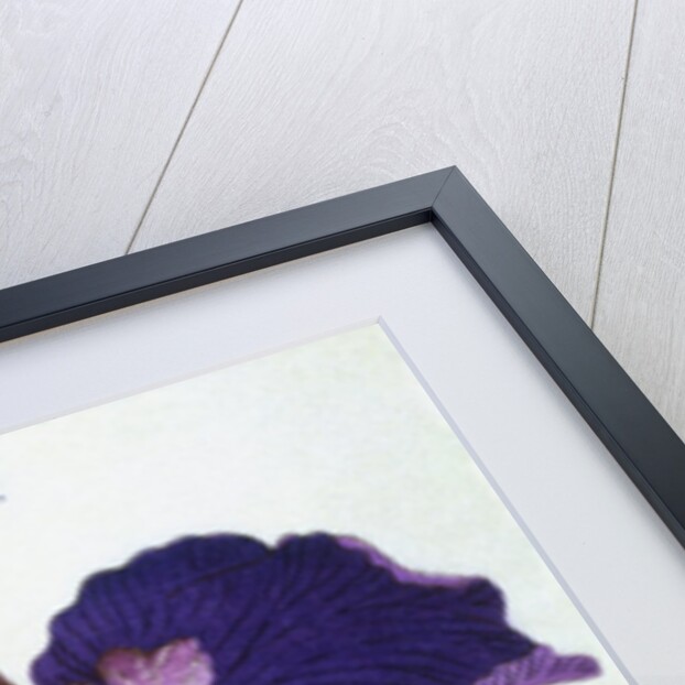 Yedo-Jiman Book Illustration of a Purple Iris by Anonymous