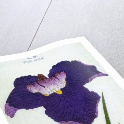 Yedo-Jiman Book Illustration of a Purple Iris by Anonymous