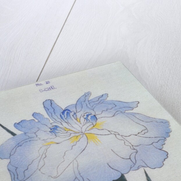 U-Chu Book Illustration of a Light Blue Iris by Anonymous