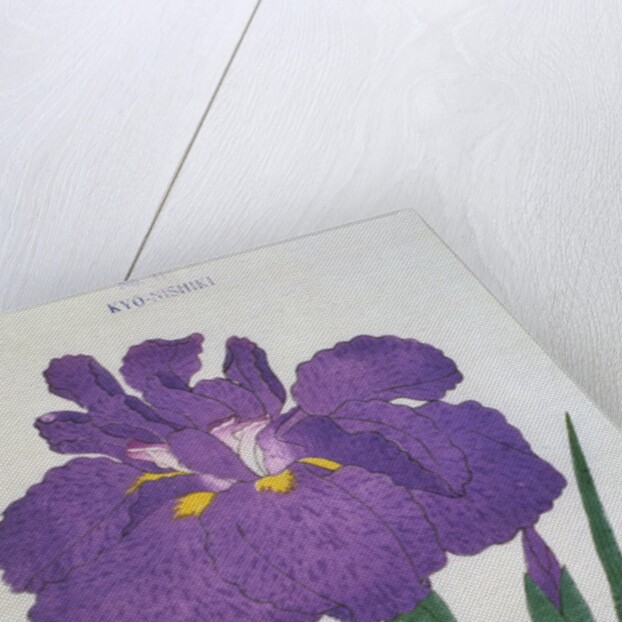 Kyo-Nishiki Book Illustration of a Purple Iris by Anonymous