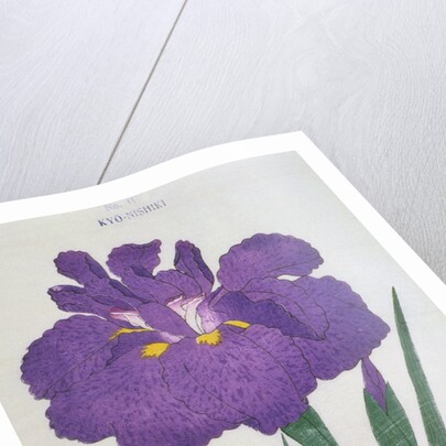 Kyo-Nishiki Book Illustration of a Purple Iris by Anonymous