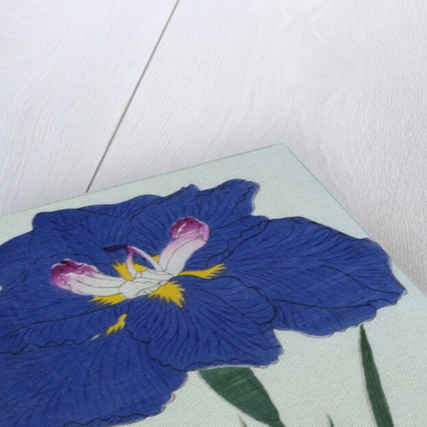 O-Sho-Kun Book Illustration of a Blue Iris by Anonymous