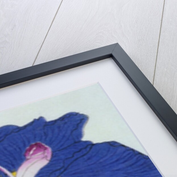 O-Sho-Kun Book Illustration of a Blue Iris by Anonymous