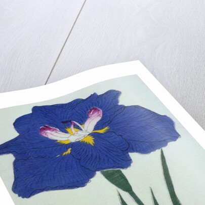 O-Sho-Kun Book Illustration of a Blue Iris by Anonymous