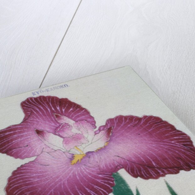 Kyo-Kanoko Book Illustration of a Dark Pink Iris by Anonymous