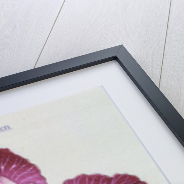 Kyo-Kanoko Book Illustration of a Dark Pink Iris by Anonymous