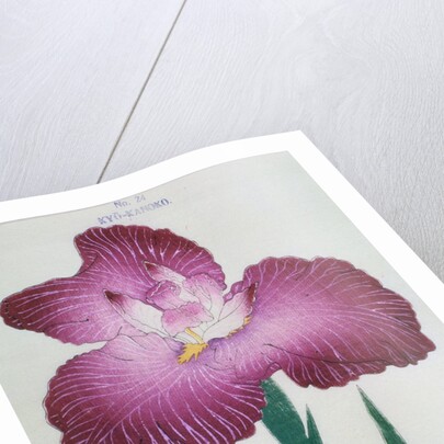 Kyo-Kanoko Book Illustration of a Dark Pink Iris by Anonymous