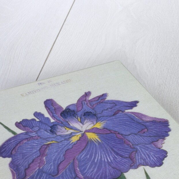 Kamiyo-No Mukashi Book Illustration of a Blue and Purple Iris by Anonymous