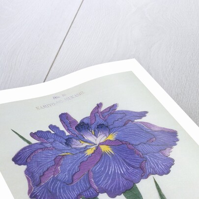 Kamiyo-No Mukashi Book Illustration of a Blue and Purple Iris by Anonymous