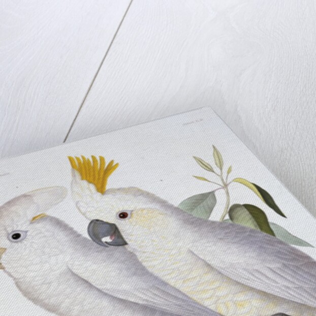 Print of Two Cockatoos by A. Dumenil