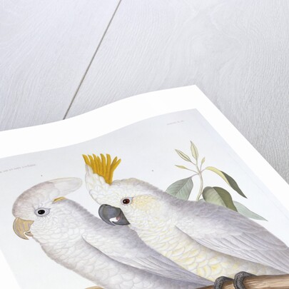 Print of Two Cockatoos by A. Dumenil