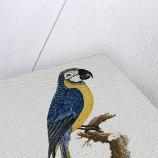 Blue and Gold Macaw by Jacques Barraband