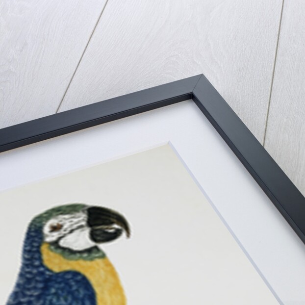 Blue and Gold Macaw by Jacques Barraband