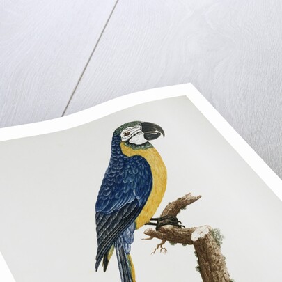 Blue and Gold Macaw by Jacques Barraband