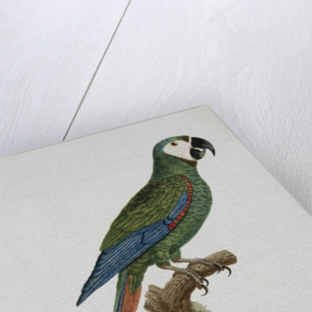 Male Blue-Winged Macaw by Jacques Barraband