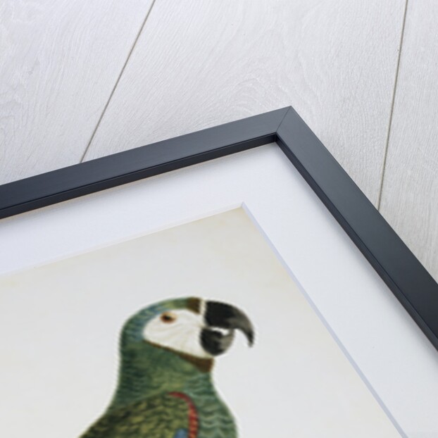 Male Blue-Winged Macaw by Jacques Barraband