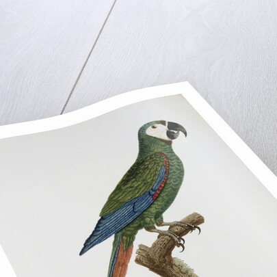 Male Blue-Winged Macaw by Jacques Barraband