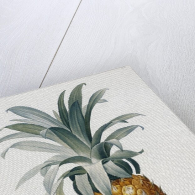Bromelia ananas by Pierre Joseph Redoute