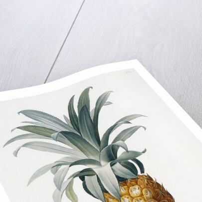 Bromelia ananas by Pierre Joseph Redoute