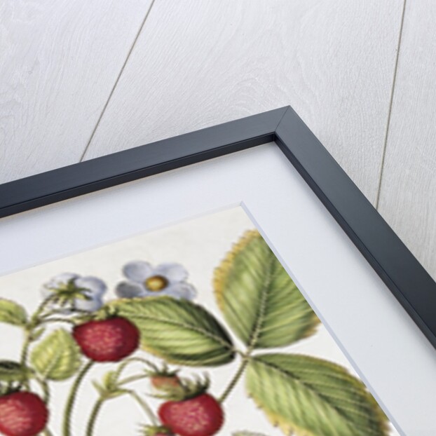 Three Varieties of Strawberry by Basil Besler