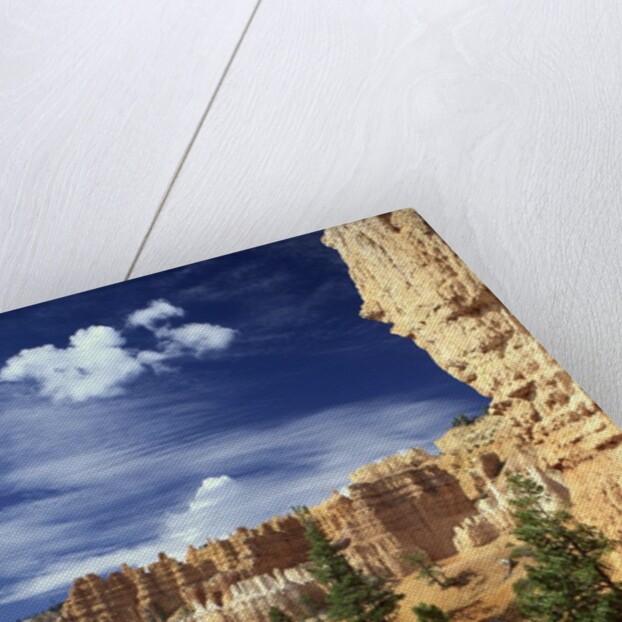 Hoodoos and Ponderosa Pines by Anonymous