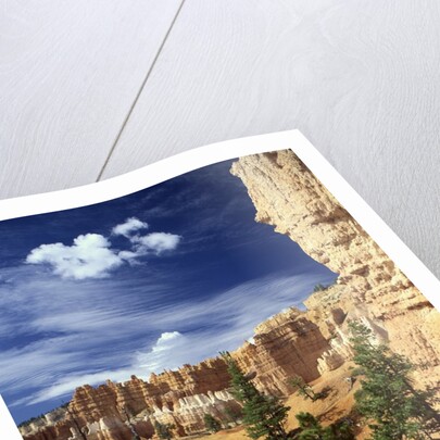 Hoodoos and Ponderosa Pines by Anonymous