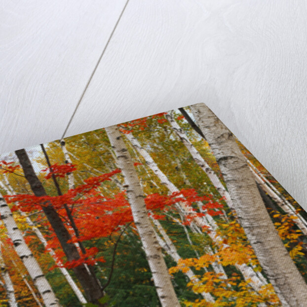 Birch and Maple Trees in Autumn by Anonymous