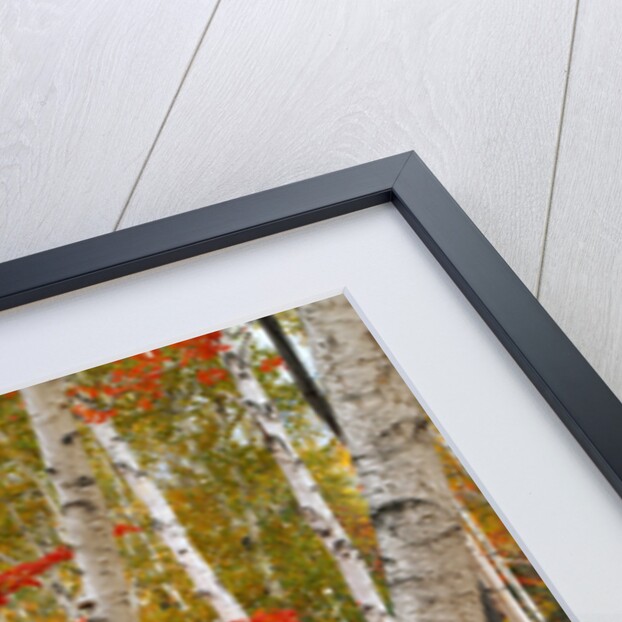 Birch and Maple Trees in Autumn by Anonymous