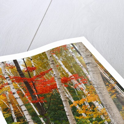 Birch and Maple Trees in Autumn by Anonymous