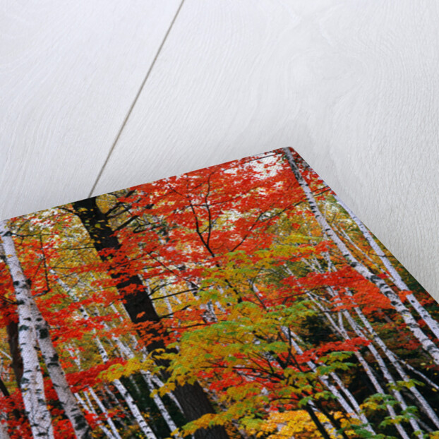 Birch and Maple Trees in Autumn by Anonymous
