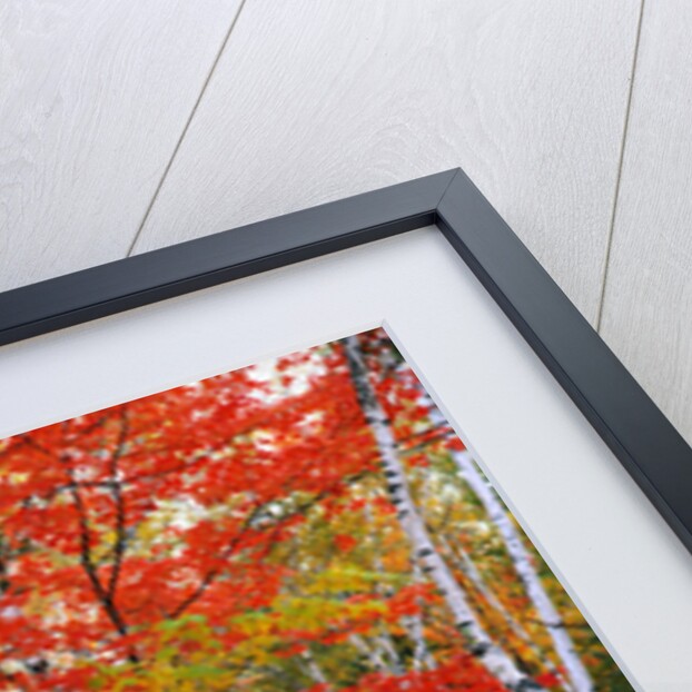 Birch and Maple Trees in Autumn by Anonymous