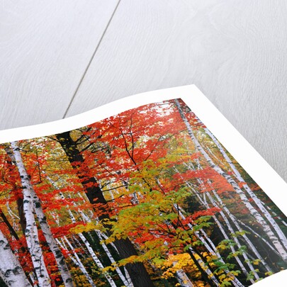 Birch and Maple Trees in Autumn by Anonymous