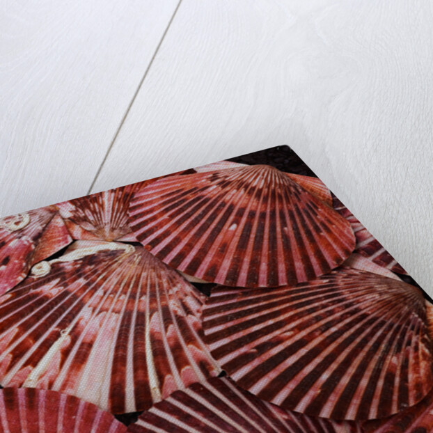 Scallop Shells by Anonymous