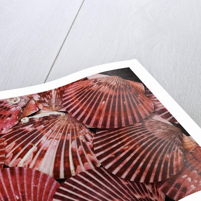 Scallop Shells by Anonymous