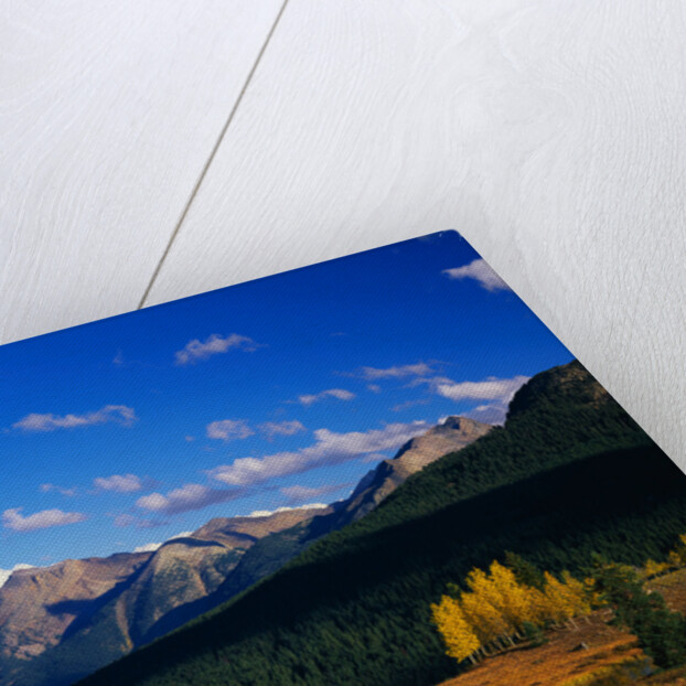 Meadow near Molas Divide by Anonymous