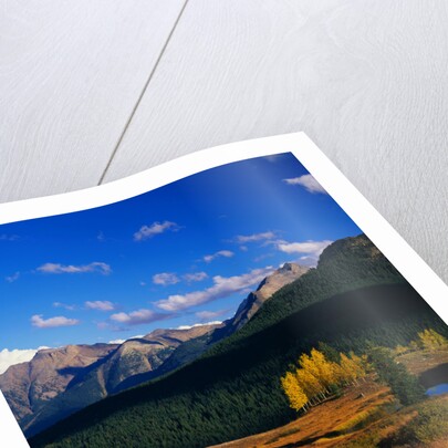 Meadow near Molas Divide by Anonymous