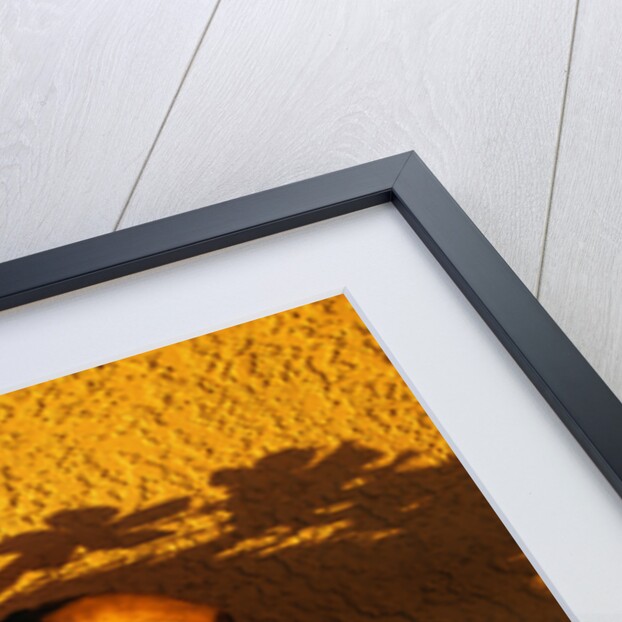 Flowers on a Cattle Skull by Anonymous