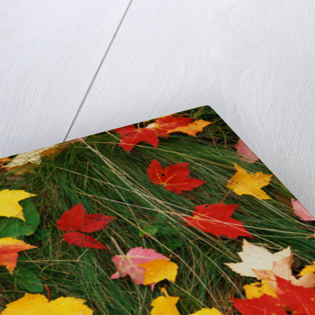 Maple Leaves and Grass by Anonymous