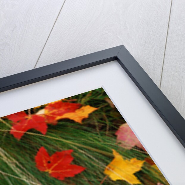 Maple Leaves and Grass by Anonymous