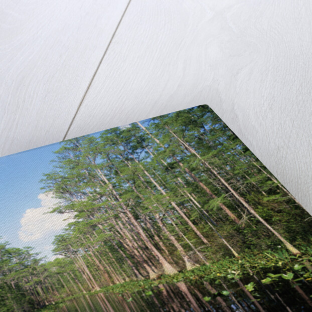 Okefenokee Swamp by Anonymous