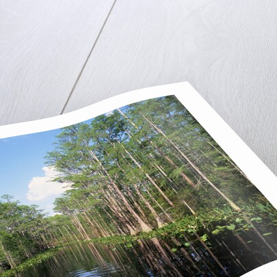 Okefenokee Swamp by Anonymous