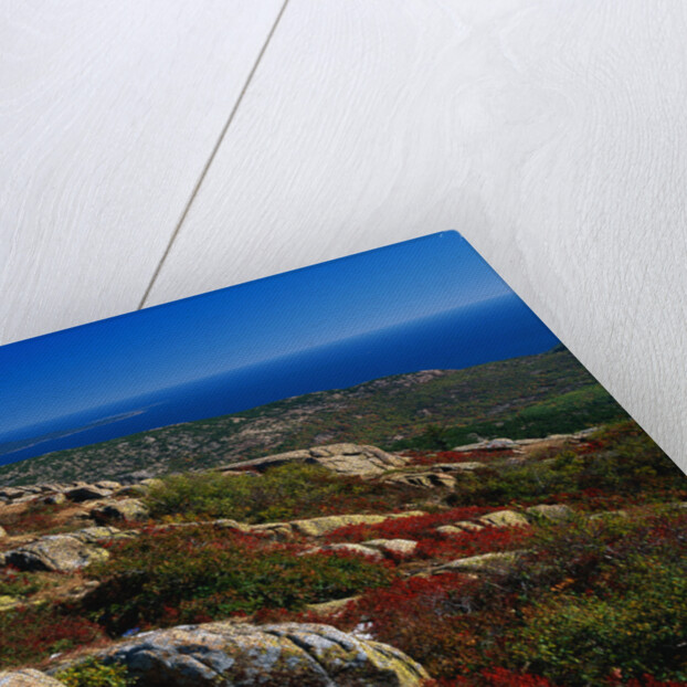 Granite Outcrops on Cadillac Mountain by Anonymous
